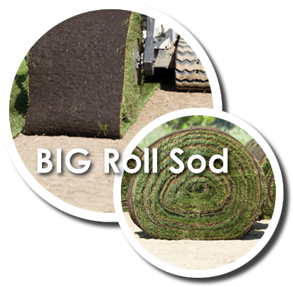 Big Roll Sod