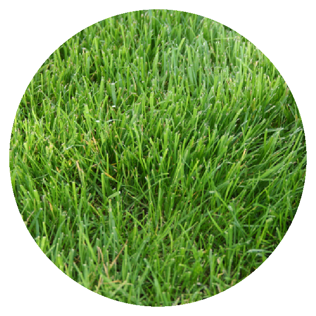 Bluegrass Sod