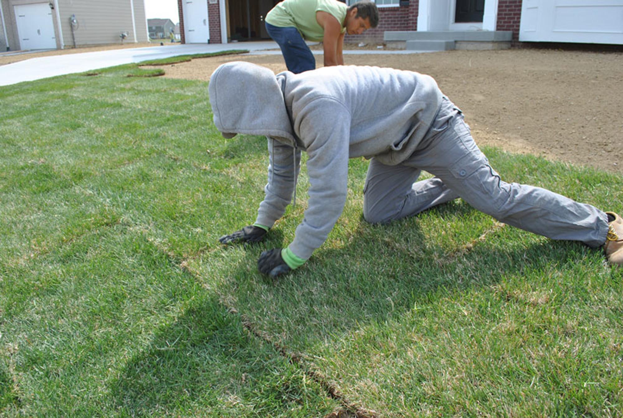 Installing sod