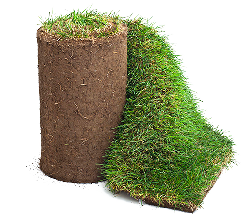 Roll of sod