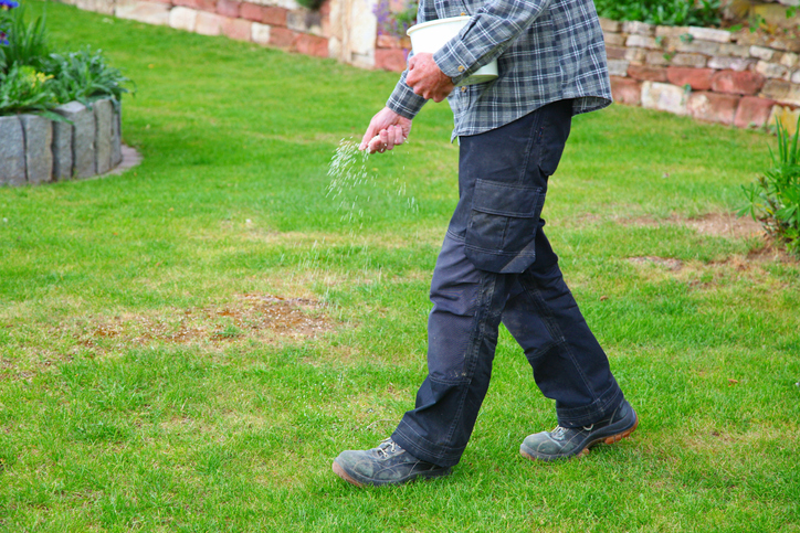 Sowing Grasseed