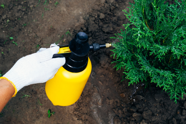 Spraying Plants