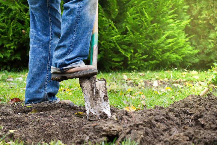 Landscaping planting tree