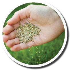 Sowing Grass Seed